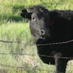 Meet your Posher, Bruce